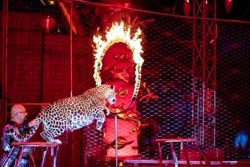 Встречайте «Золотого Дракона» на территории развития «Гранд Каньон»!