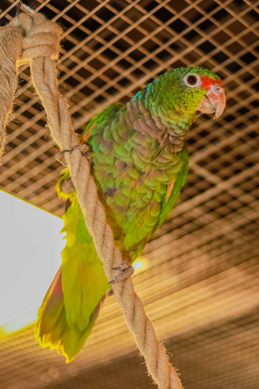 Королевство Попугаев